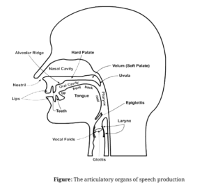 Discuss the different organs of speech with a diagram. 1 The articulatory organs of speech production